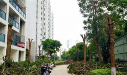 小区物业最新爆料,小区物业最新爆料，业主权益再升级！