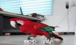 八哥最新视频爆料,娱乐圈幕后真相大曝光！